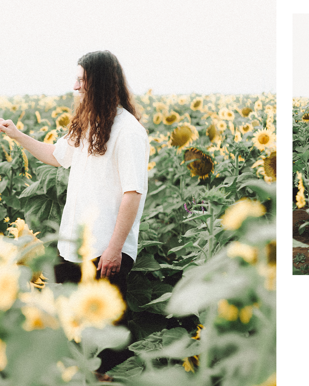 Lovestory Pregnancy Announcement Among the Sunflowers of the Wooden Shoe Tulip Farm — photograph 28 of 39